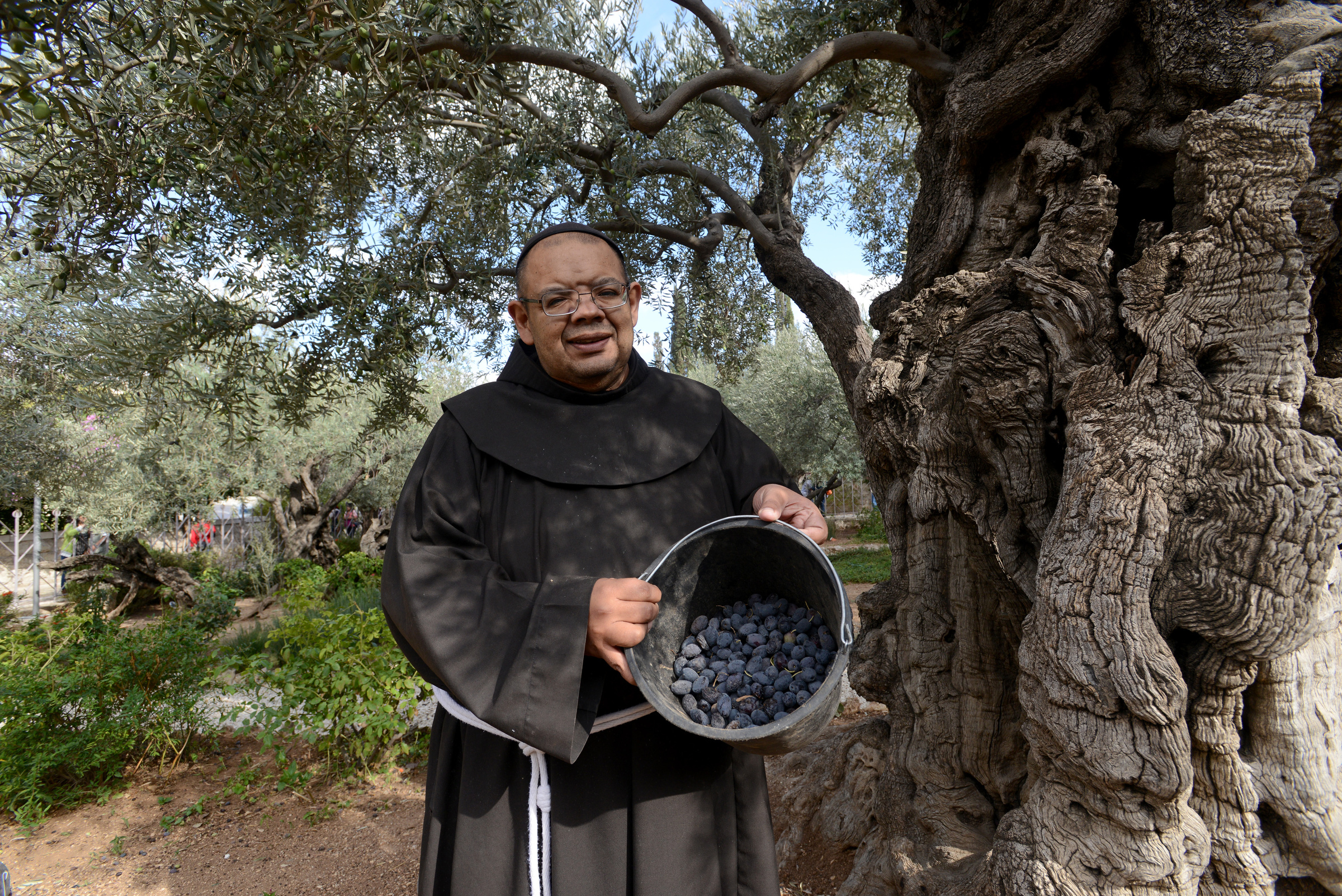 Franciscan Father Benito Jose Choque of Argentina holds a bucket of olives harvested from trees in the Garden of Gethsemane in Jerusalem Oct. 21. The trees' history extends to the time of Christ. (CNS photo/Debbie Hill)