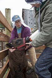 Sr. Maria Walburga Schortemeyer, ranch manager, and Sr. Maria Gertrude, try to convince a calf named Cracker Jack to drink milk from a bottle on a ranch in late March at the Abbey of St. Walburga in Virginia Dale, Colo. (CNS photo/Jim West)