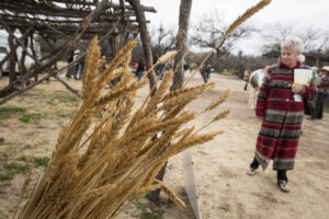Wheat stalks are displayed during the Kino Legacy Day event at Tumacacori National Historical Park in Tumacacori, Ariz., Jan. 10. Fr. Eusebio Francisco Kino, a Jesuit missionary, moved Old World cattle and crops to the area to support the missions he founded. (CNS photo/Nancy Wiechec)